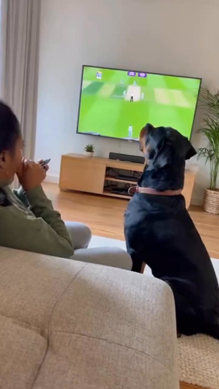 Comment you Thoughts! : #rottweiler #dogsofinstagram #dog #dogs #rottie ...