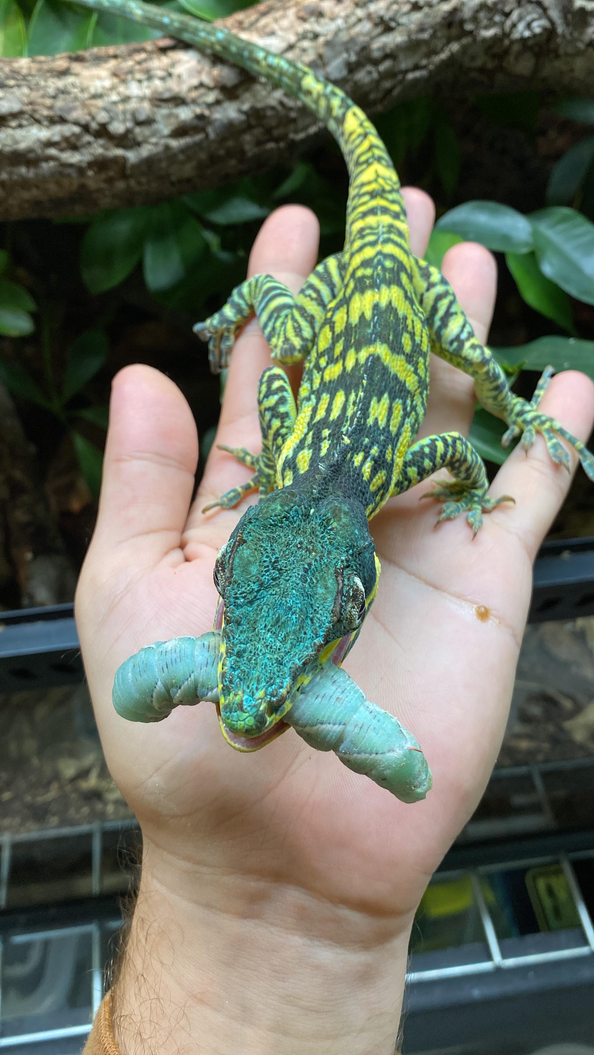 Feeding Rango a juicy blue hornworm caterpillar 🐛! Blue Beauty Anoles ...