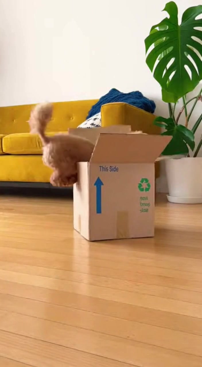 Cardboard Box Surprise #funnydog #funnypoodle #boxfail #Poodle Dogtok ...
