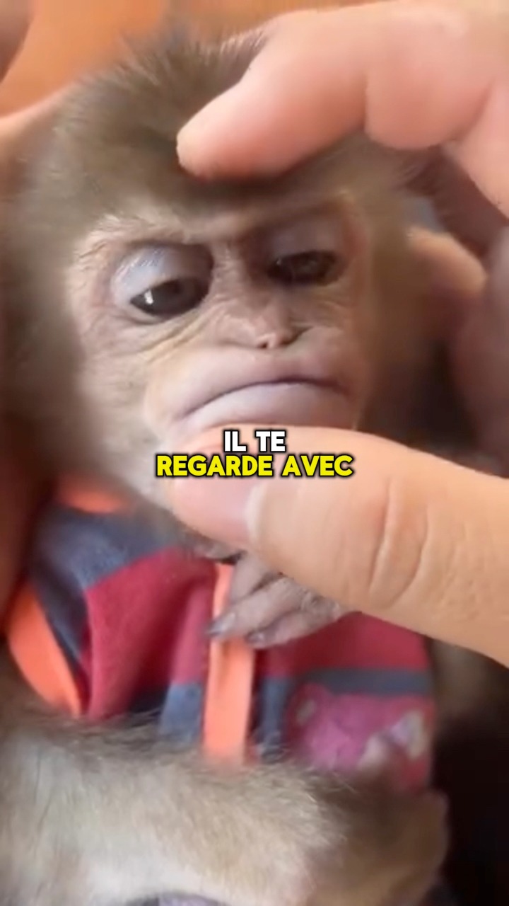 Vivre avec un bébé singe, c’est comme élever un enfant ...