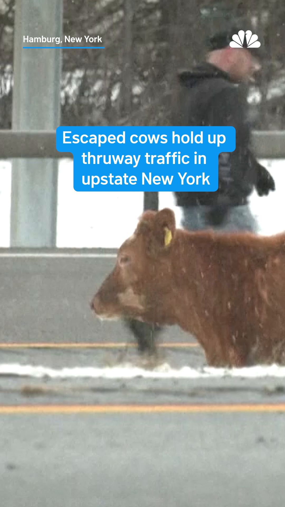 Traffic on the I-90 thruway near Buffalo, New York, was brought to a ...