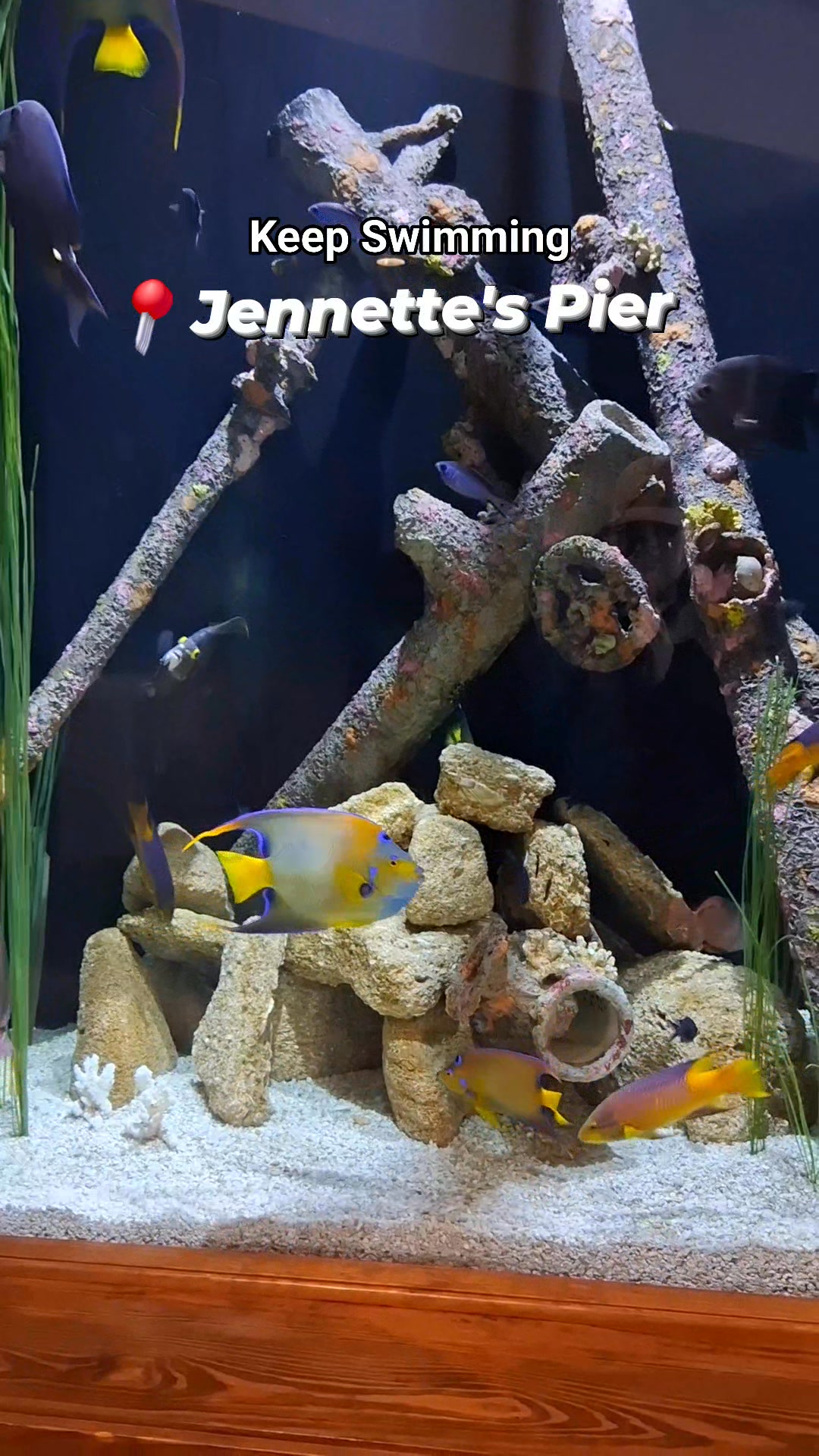 It's #snowing and #blowing but these fish don't care. # ...