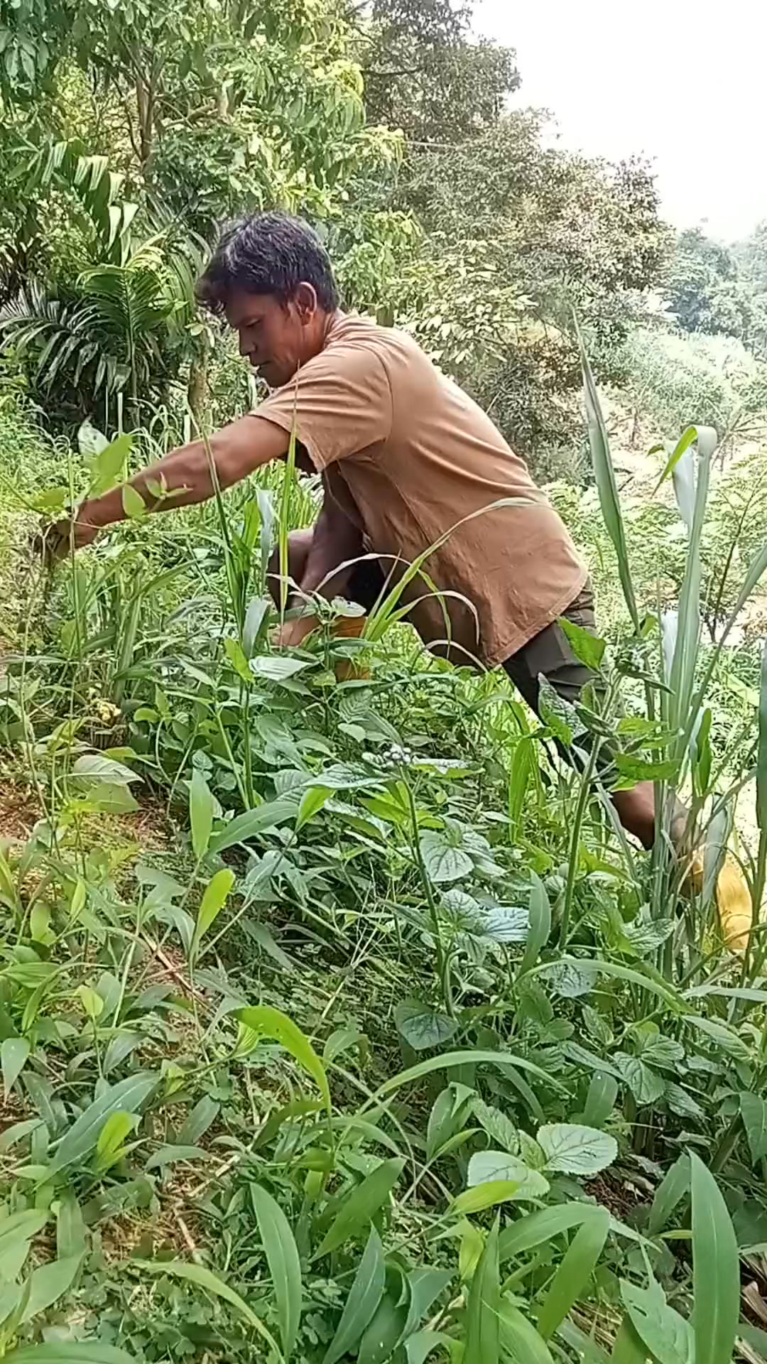 Mow the lawn #ngored #potongrumput #ngaritrumput | Ujang Tuwin Reells ...