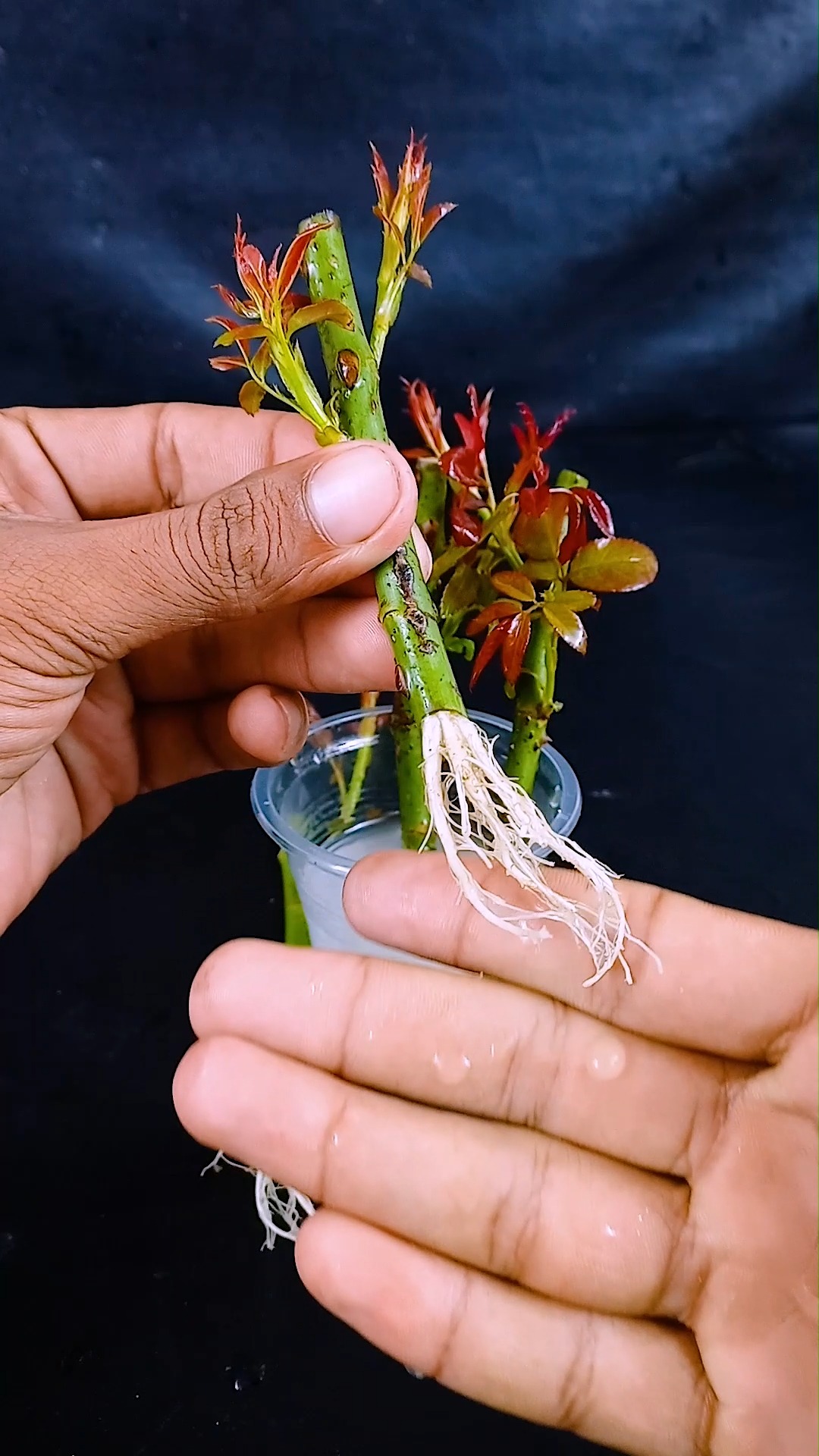 From stem to stunning Rose plant || The easiest way to propagate at ...