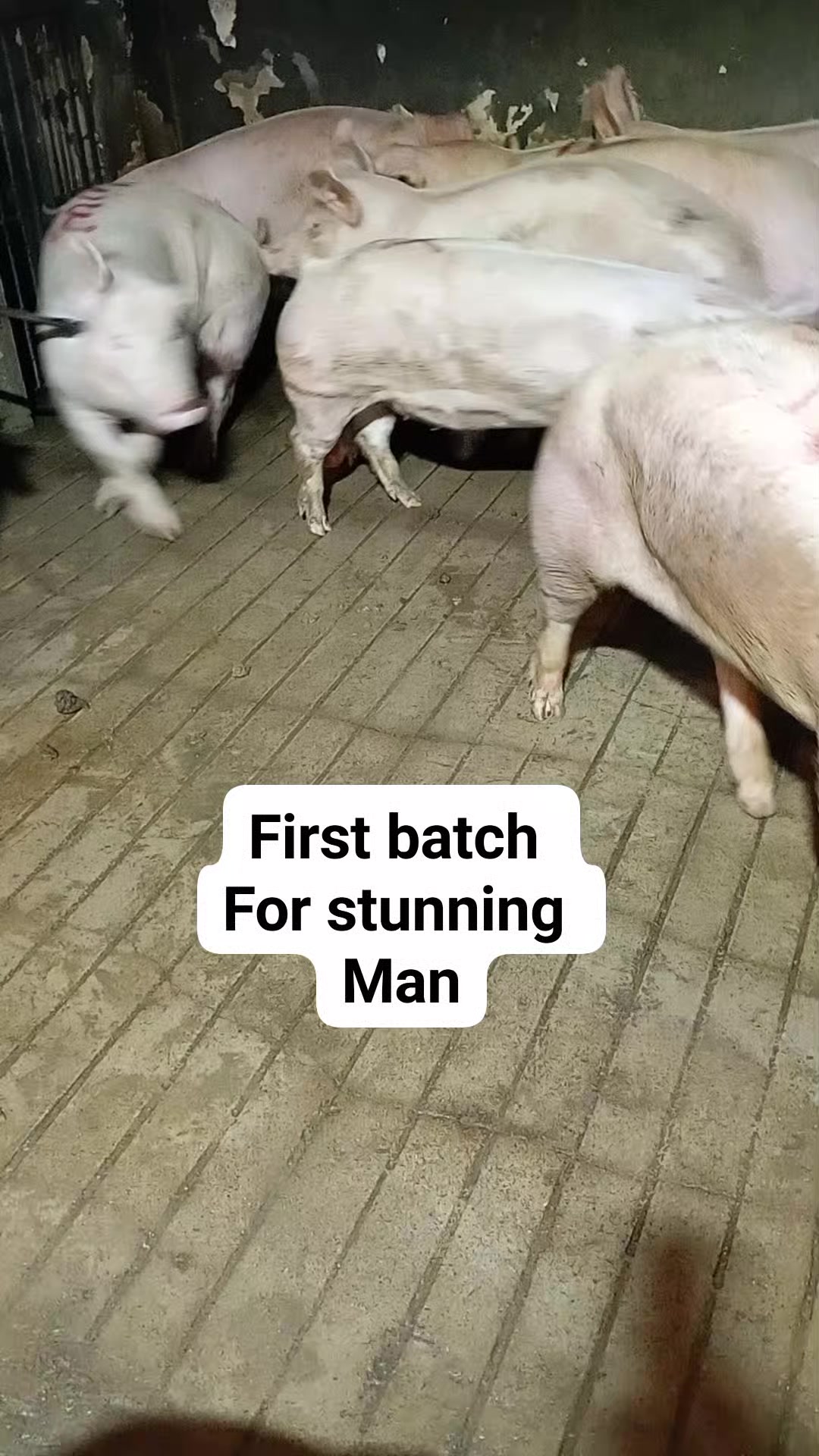 First day For stunning Butchers life 💪💪💪 | Diaz Philip | Facebook
