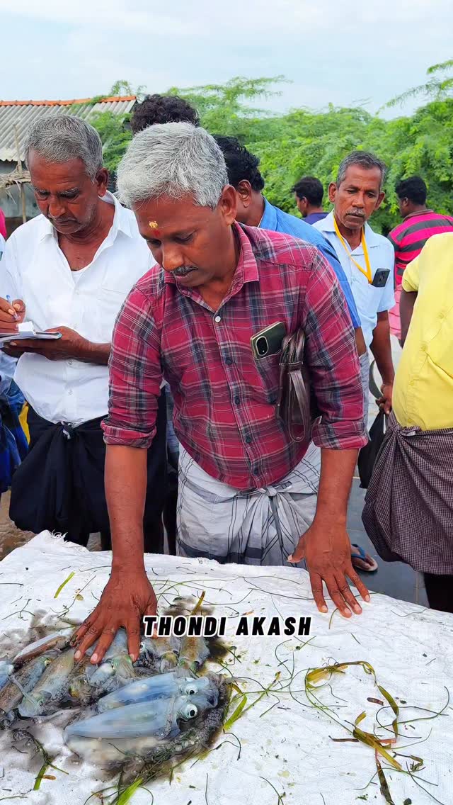 🦑🐬உயிர் கணவாய், பாறை மீன் ஏலம் விடும் காட்சி ..!!📈💯 #fish #fishing # ...