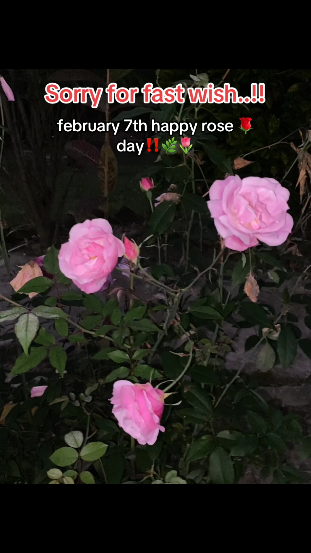 february 7th happy rose day🌷🫶 ️‍🩹 #fypシ゚viralシfypシ゚ #facebookreel # ...