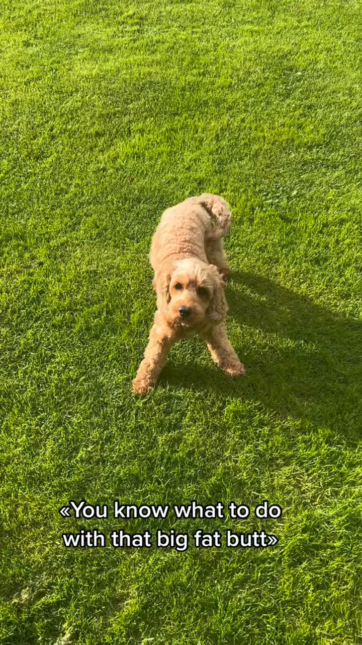 🍑 #dog #cockapoo | viljacockapoo | Facebook
