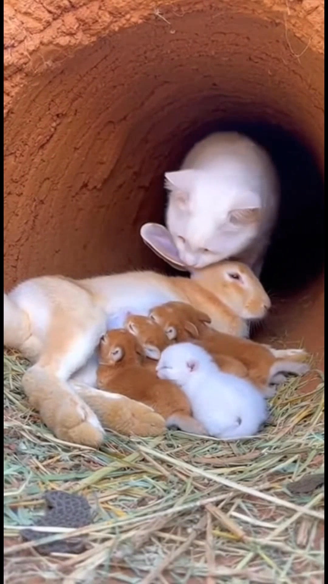 Cat's Gentle Approach to Rabbit Family A cat shows affection to a ...