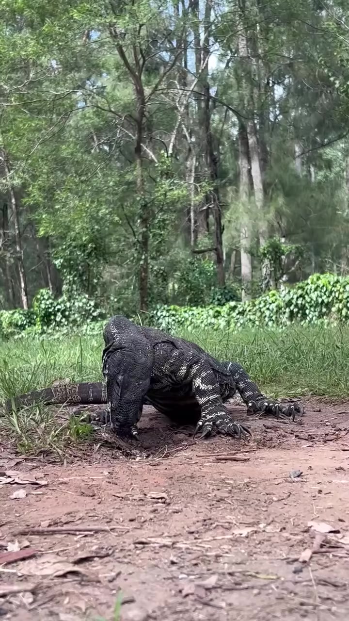 LACE MONITOR: NPWS shared this wonderful video: You never know who you ...