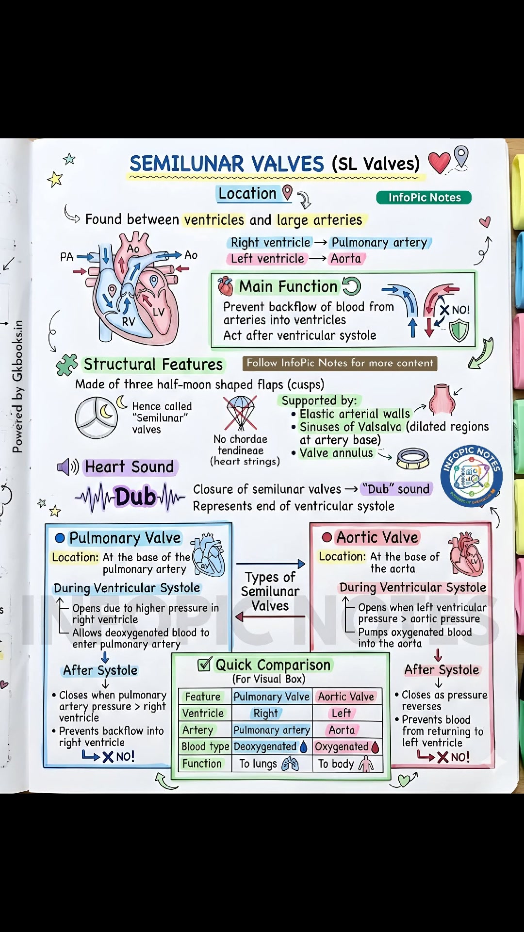 Semilunar valves are crucial heart valves located between the ...