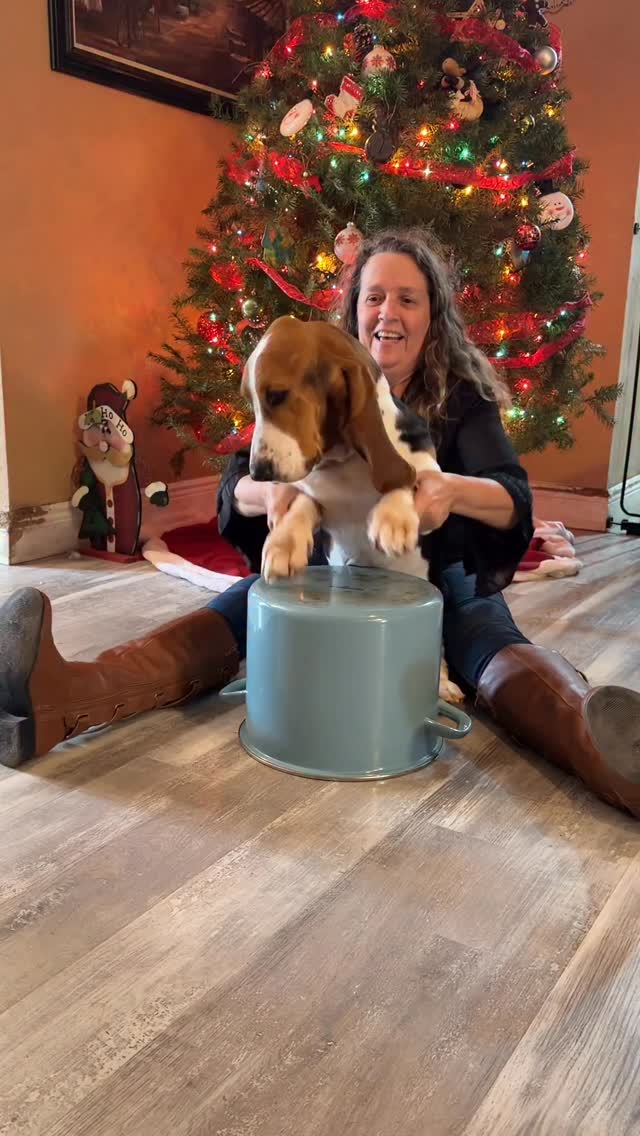 Drum roll, please. He did it the Ruckus way.... #bassethound # ...