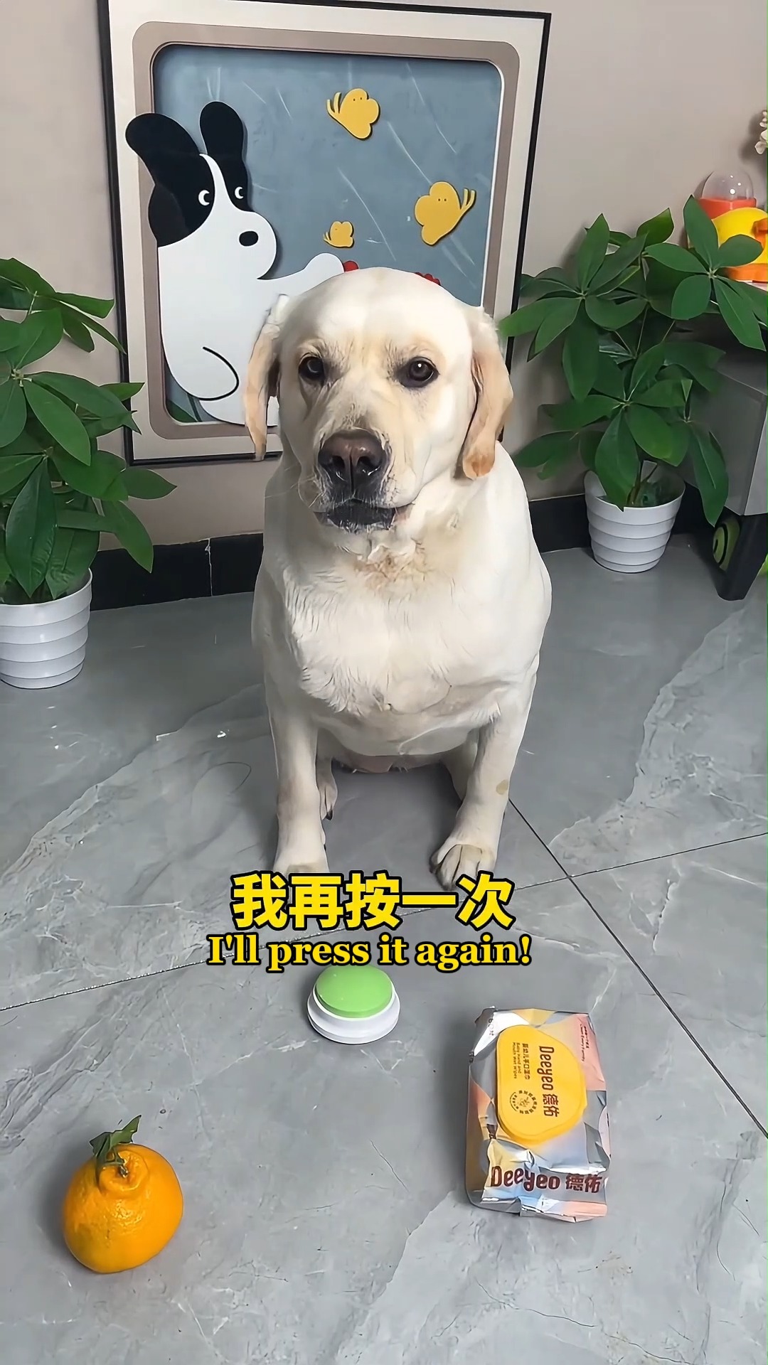 答对了，这是你的奖励！ #狗子成精了 #养狗的乐趣 #狗 #拉布拉多 #dog #doglover #viralpost # ...