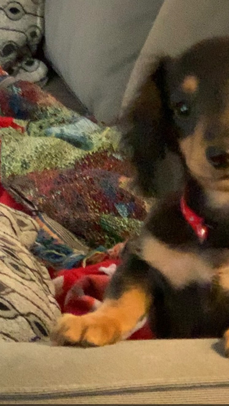 Do you think he did what I think he did? YES or NO👇😳🙃😶 #dachshund # ...