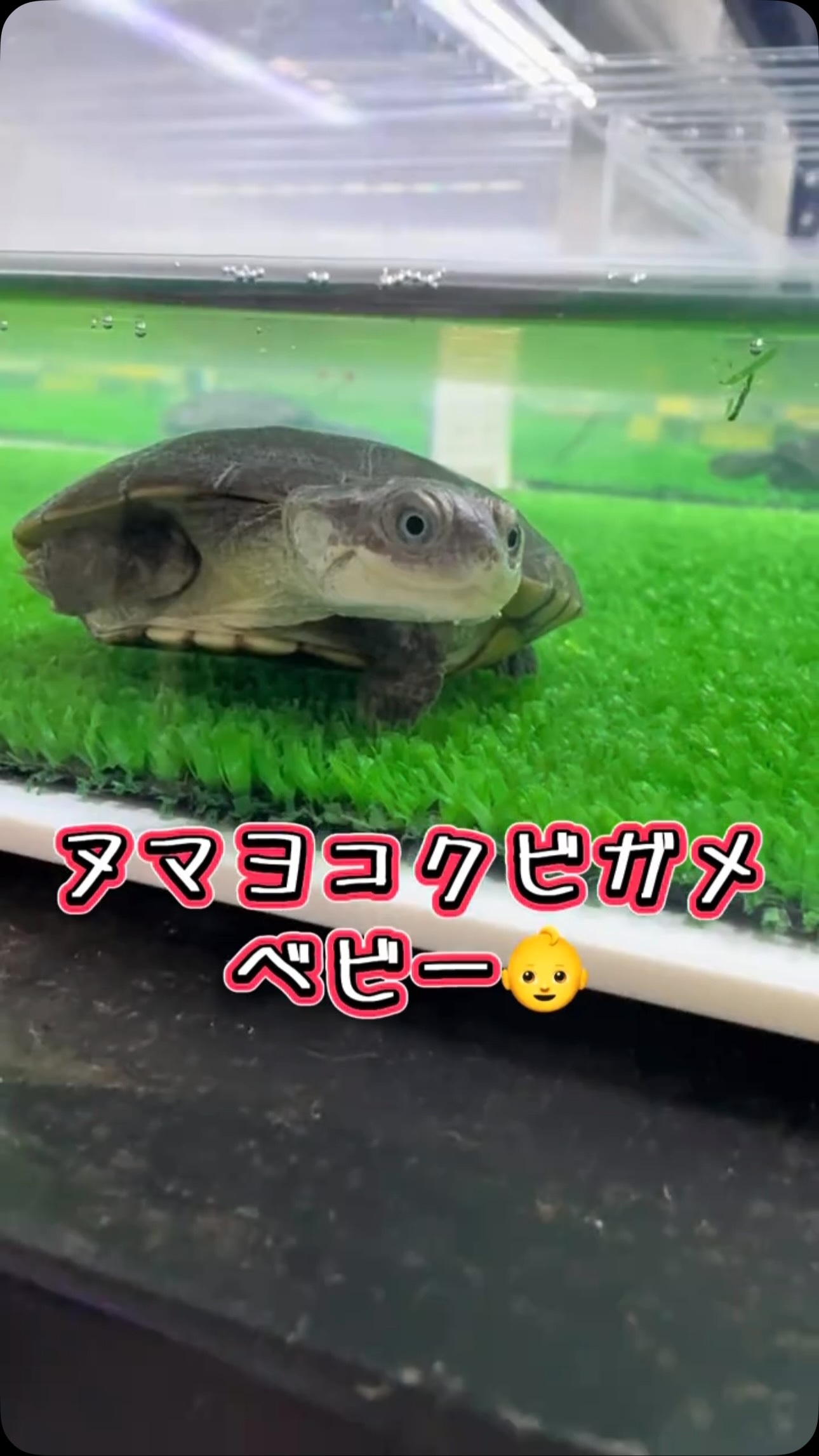 滋賀 AQUAFISH 水槽 AQUA FISH | Gamo-gun Shiga