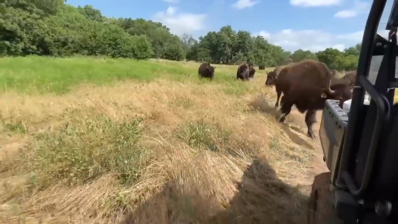 This Was The Most Challenging Part! - Cross Timbers Bison Join my group ...