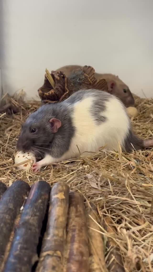 🐭🥚 Wist je dat ratten echte alleseters zijn? In dit filmpje zie je hoe ...
