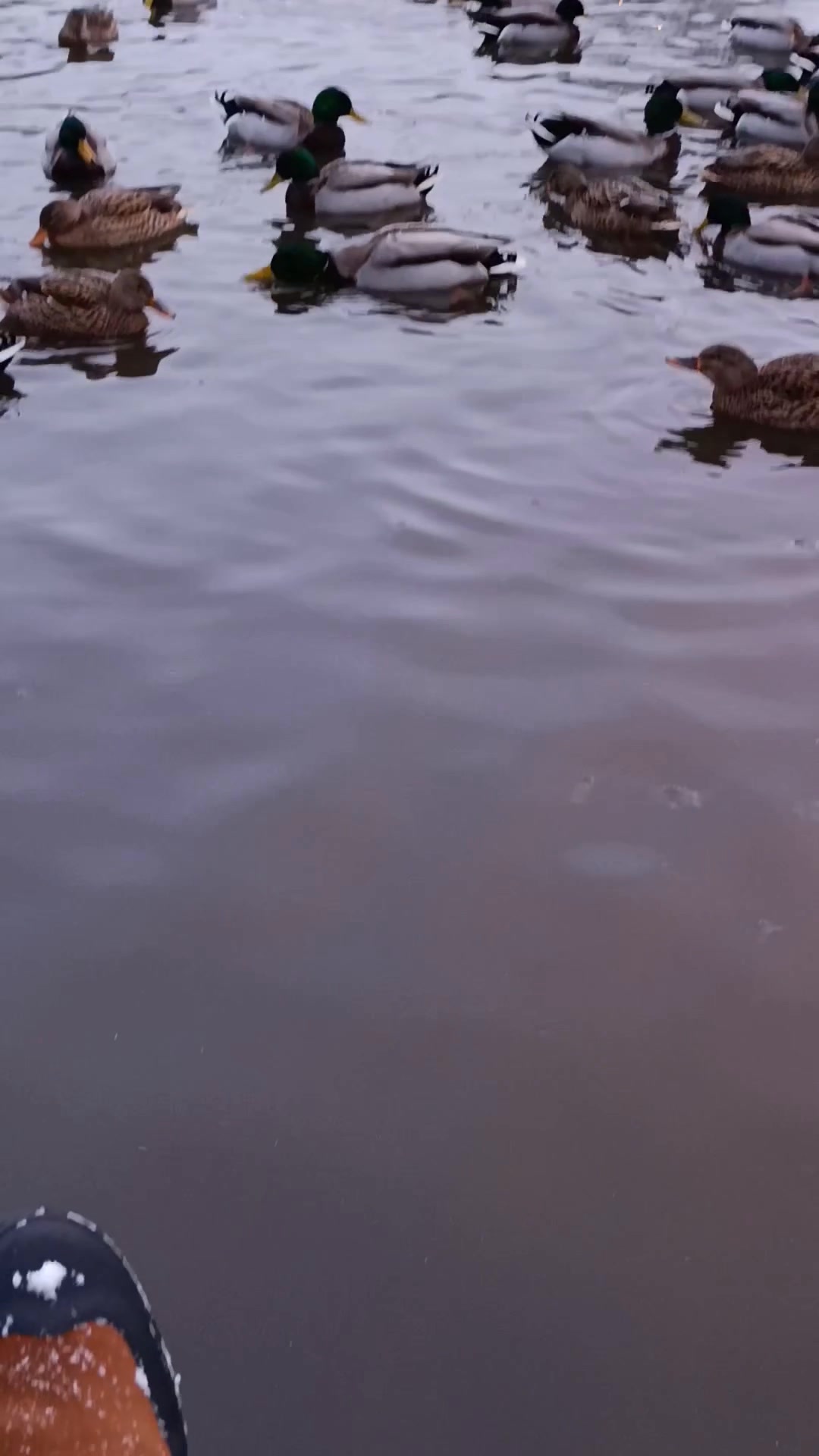 I am sitting here and quacking like a duck😁.. Just the nature and i ️ # ...