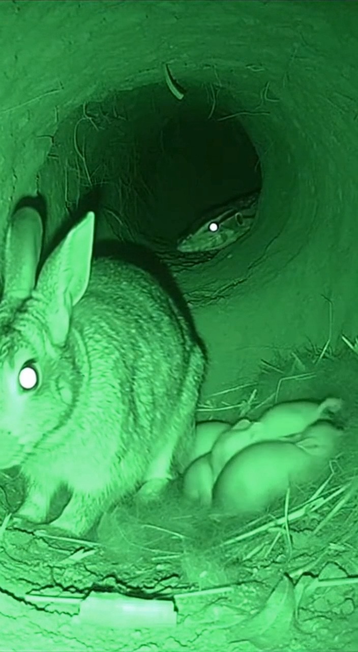 Mother Rabbit Defends Her Babies from Predator | Night Vision Wildlife ...