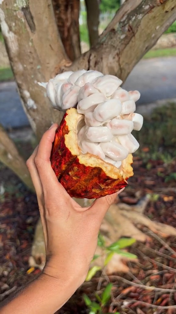 果物 cocoa This fruit is called cacao, also known as cocoa, depending on what