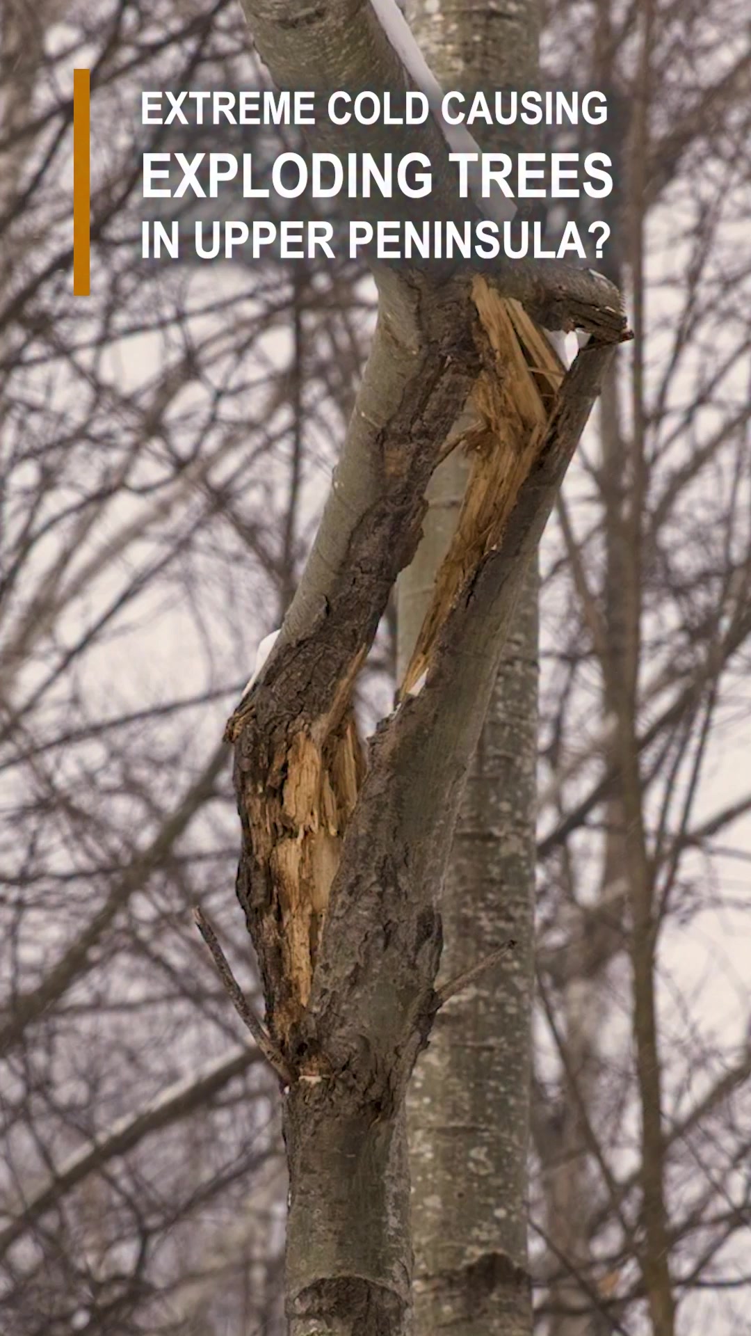 #ExplodingTrees | Will trees begin exploding as temperatures plummet in ...