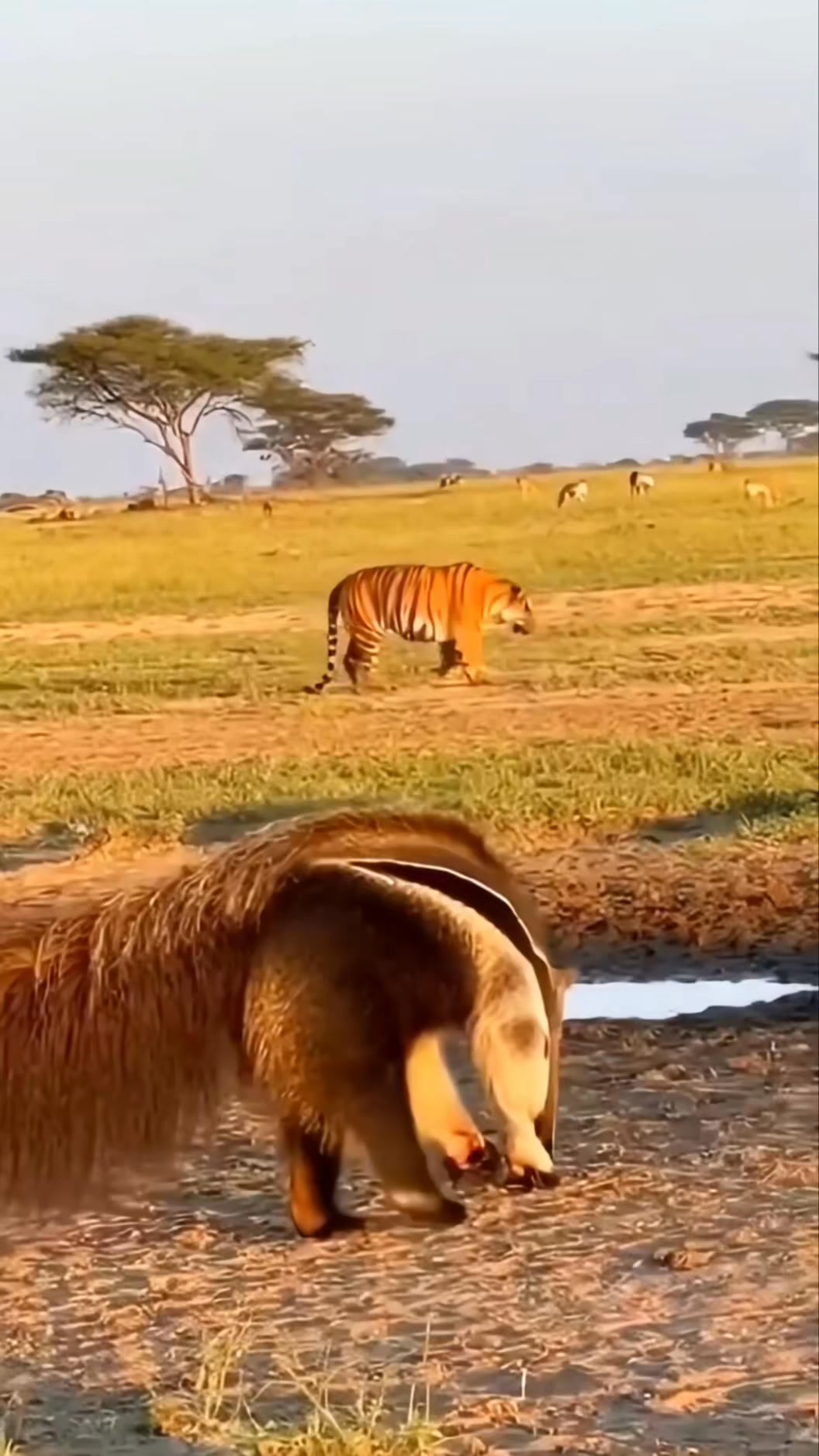 Rare Wildlife Crossing Paths in Open Savannah 🐅🐜” #animals #wildlife ...