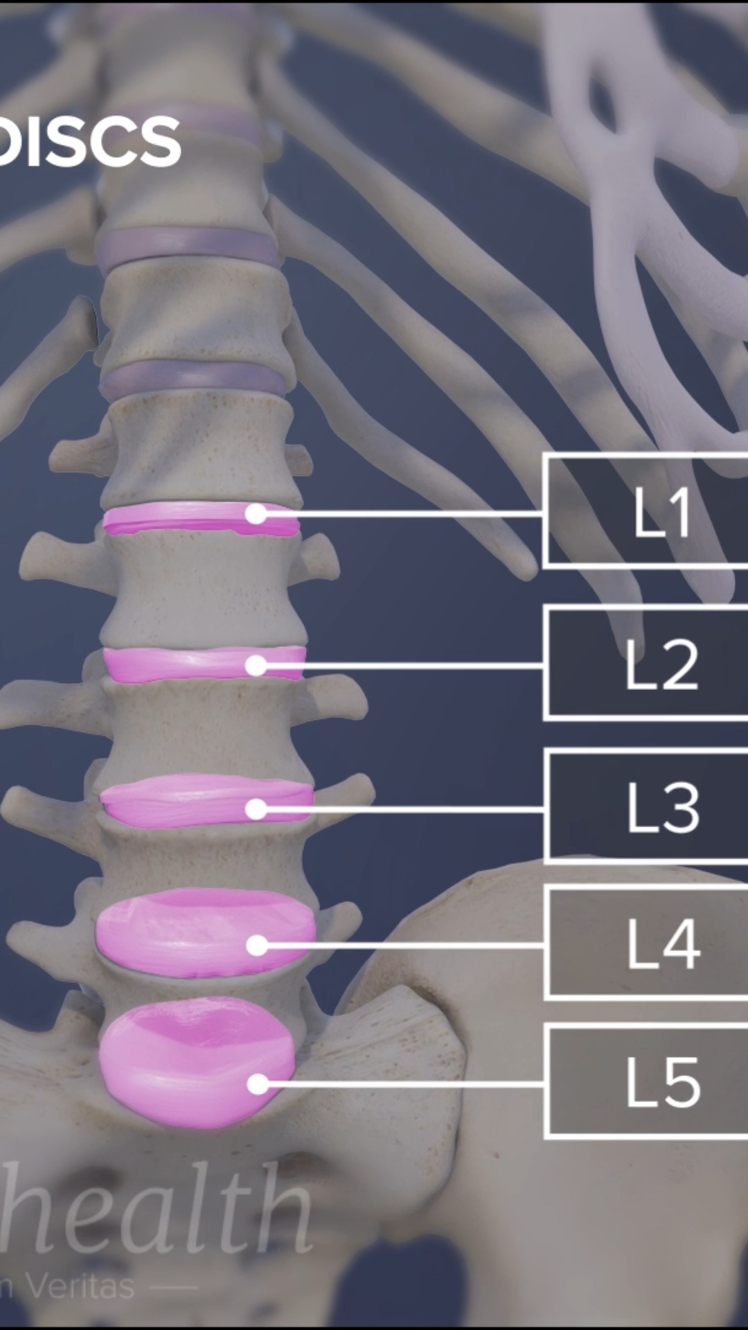 Need a better understanding of lower back pain? Discover the basics of ...