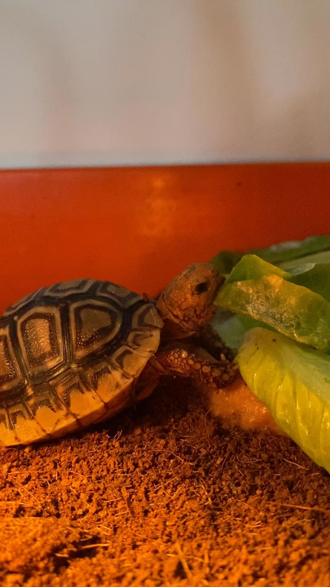 Lunch time 😁🐢 #TortoiseTuesdays #ReptileFridays #CutePetMoments # ...