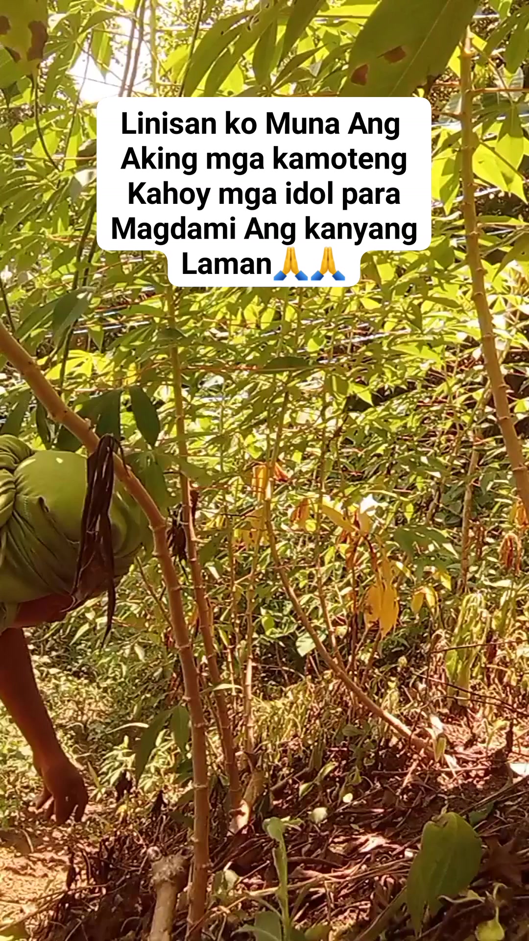 Linisan ko Muna aking balanghoy #followersシ゚ #reynancamansi # ...