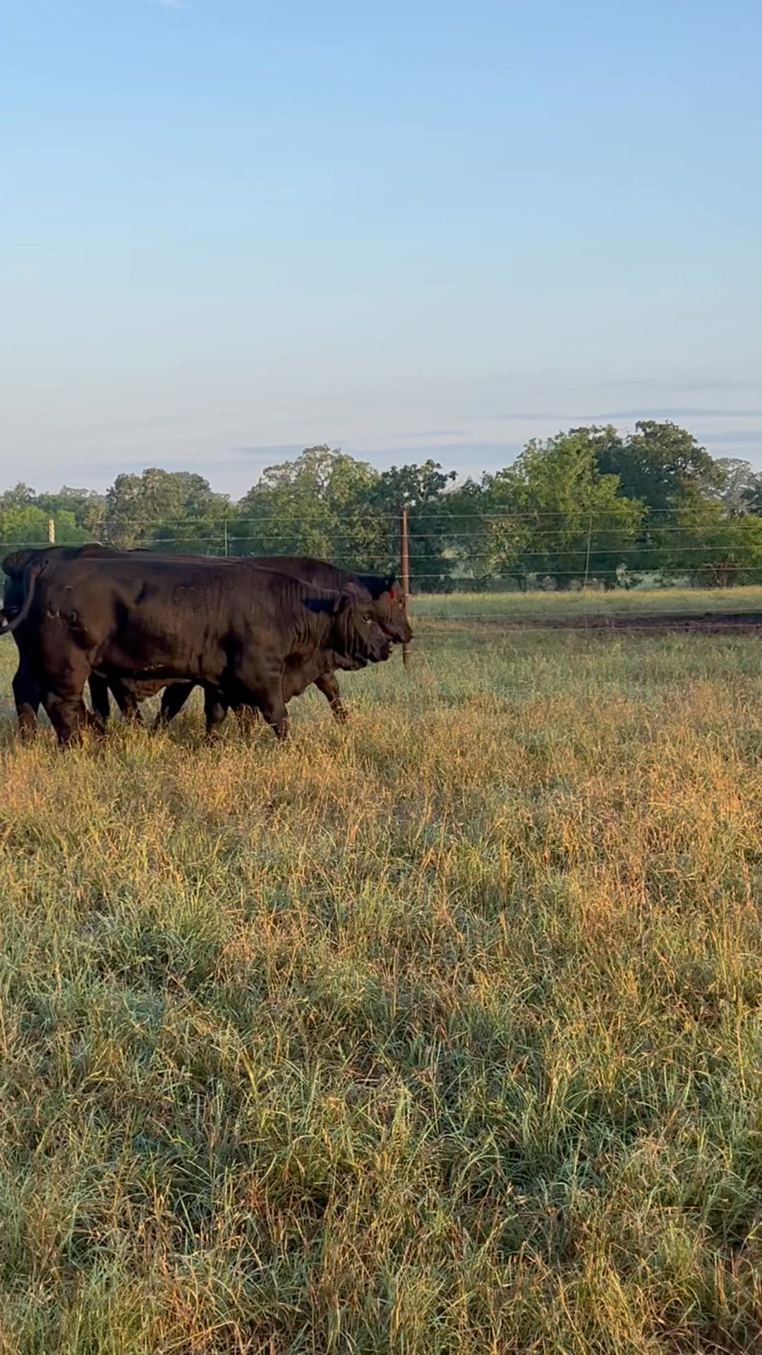 Freshly tested set of yearling bulls ready to go to work. Bulls will be ...