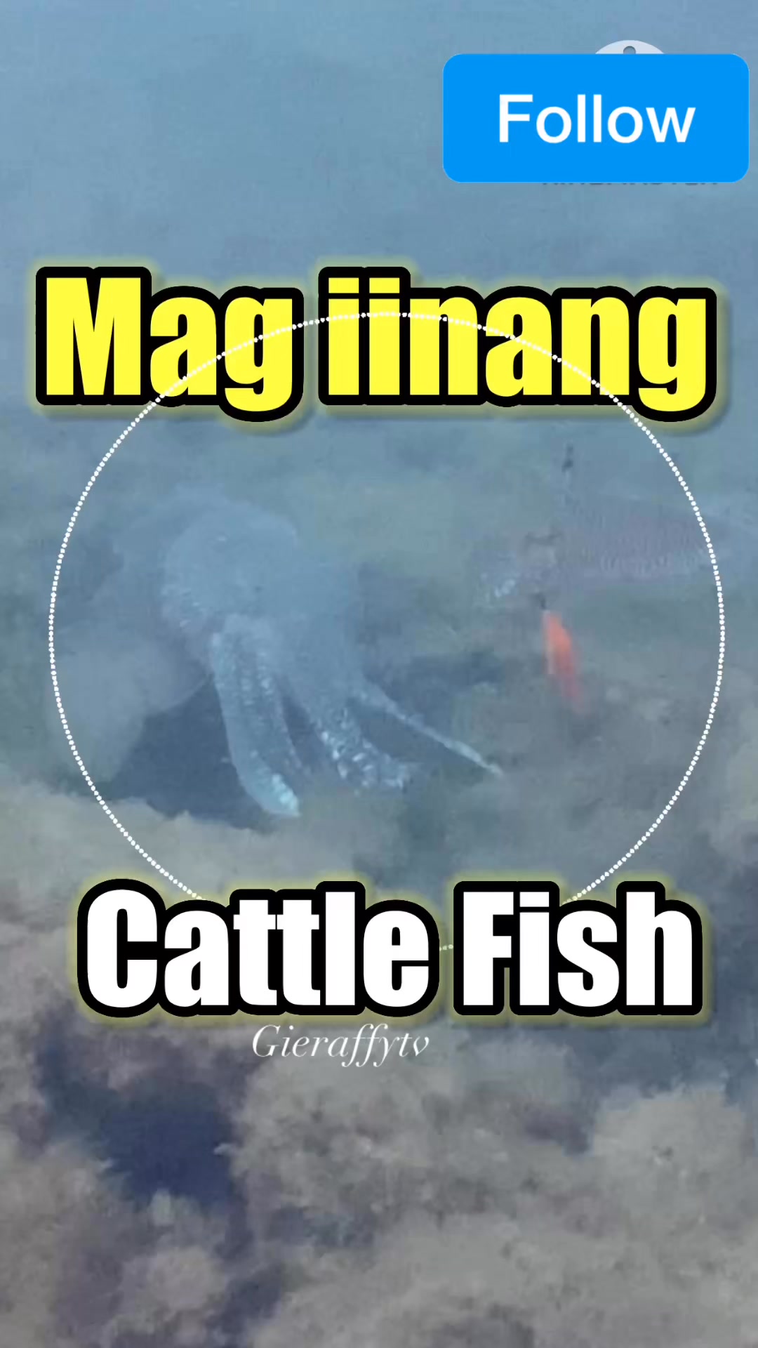 Mag iinang cattle fish namasyal sa spot #gieraffytv #fishon #crabbing # ...