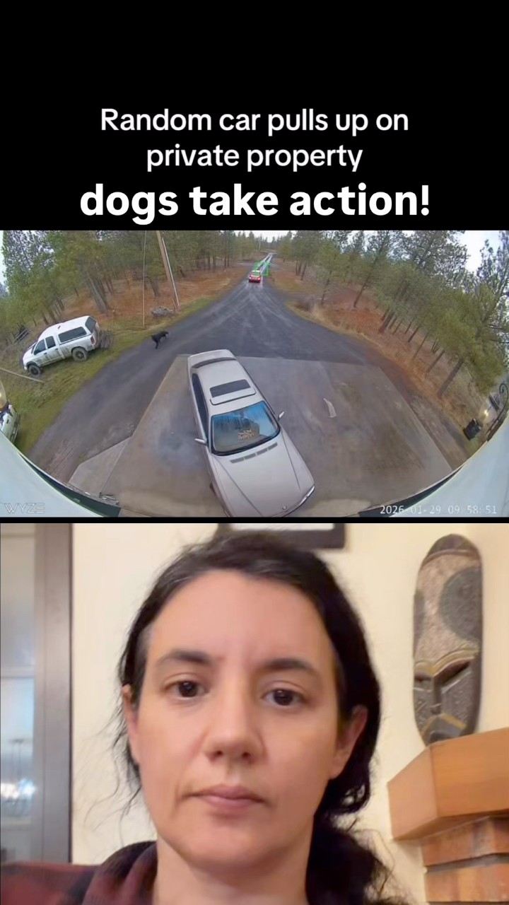 These are dogs who appear to be very stable in temperament. An intruder ...