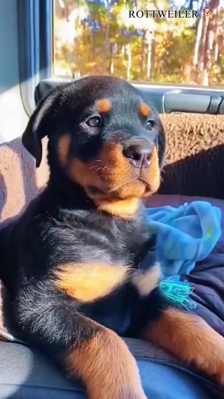 Cute rottweiler baby ️🐕🐕 #Rottweiler #rottweilerpuppy #rottweilerlove # ...