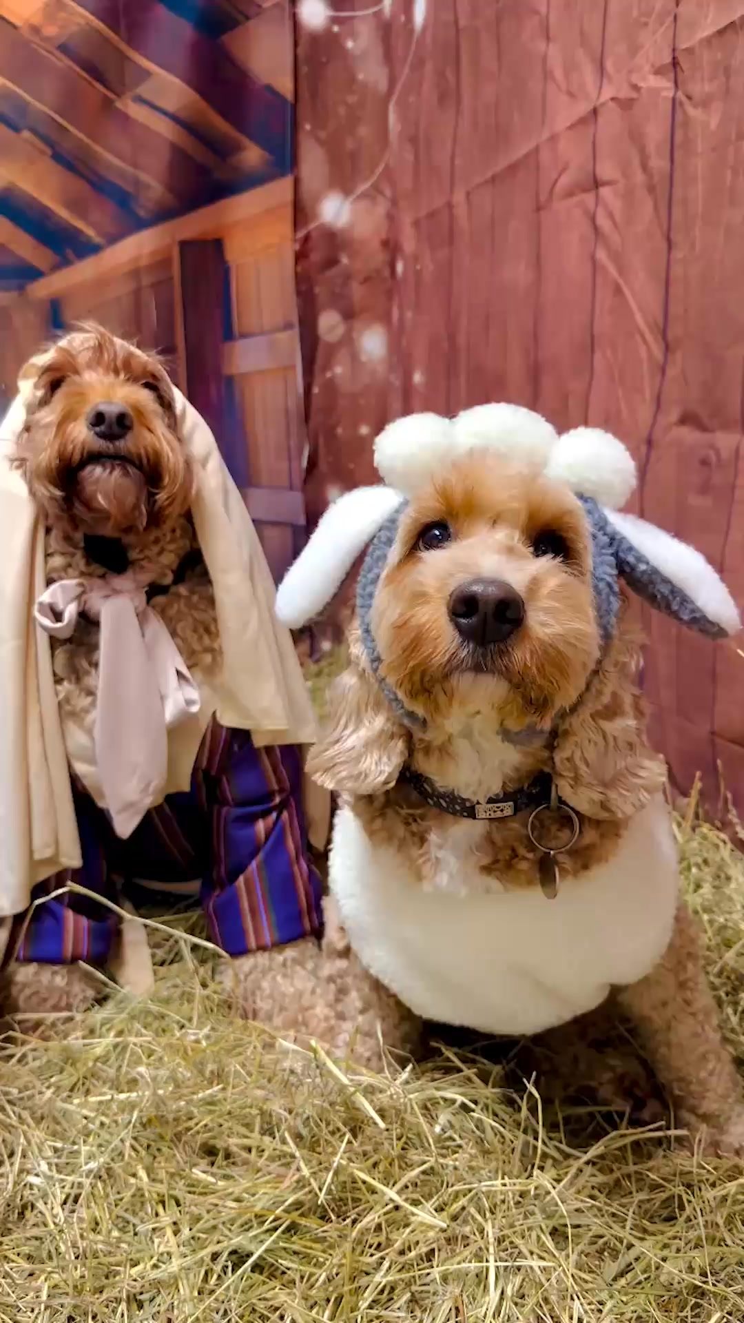 Happy paw-lidays! Pups at a doggy daycare in England got into the Christmas spirit by posing in full costume for a nativity scene. https://abcnews.visitlink.me/Q_1qQZ