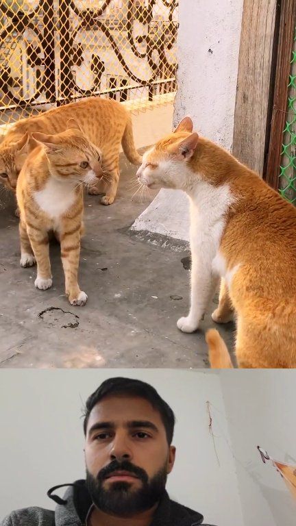 Fight ヤパニ！ – Cat Yapani!