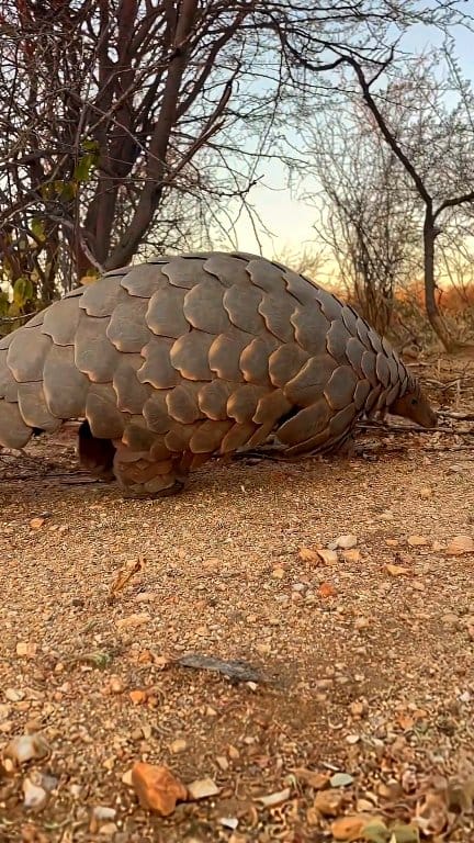 বনরুই। bonrui।pangolin #pangolin | Info Hunts | Facebook