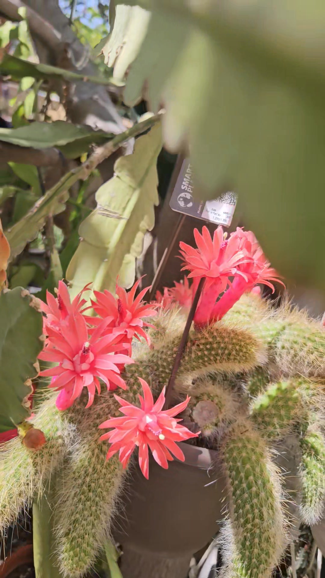 Monkey's Tail Cactus: Care And Propagation Guide