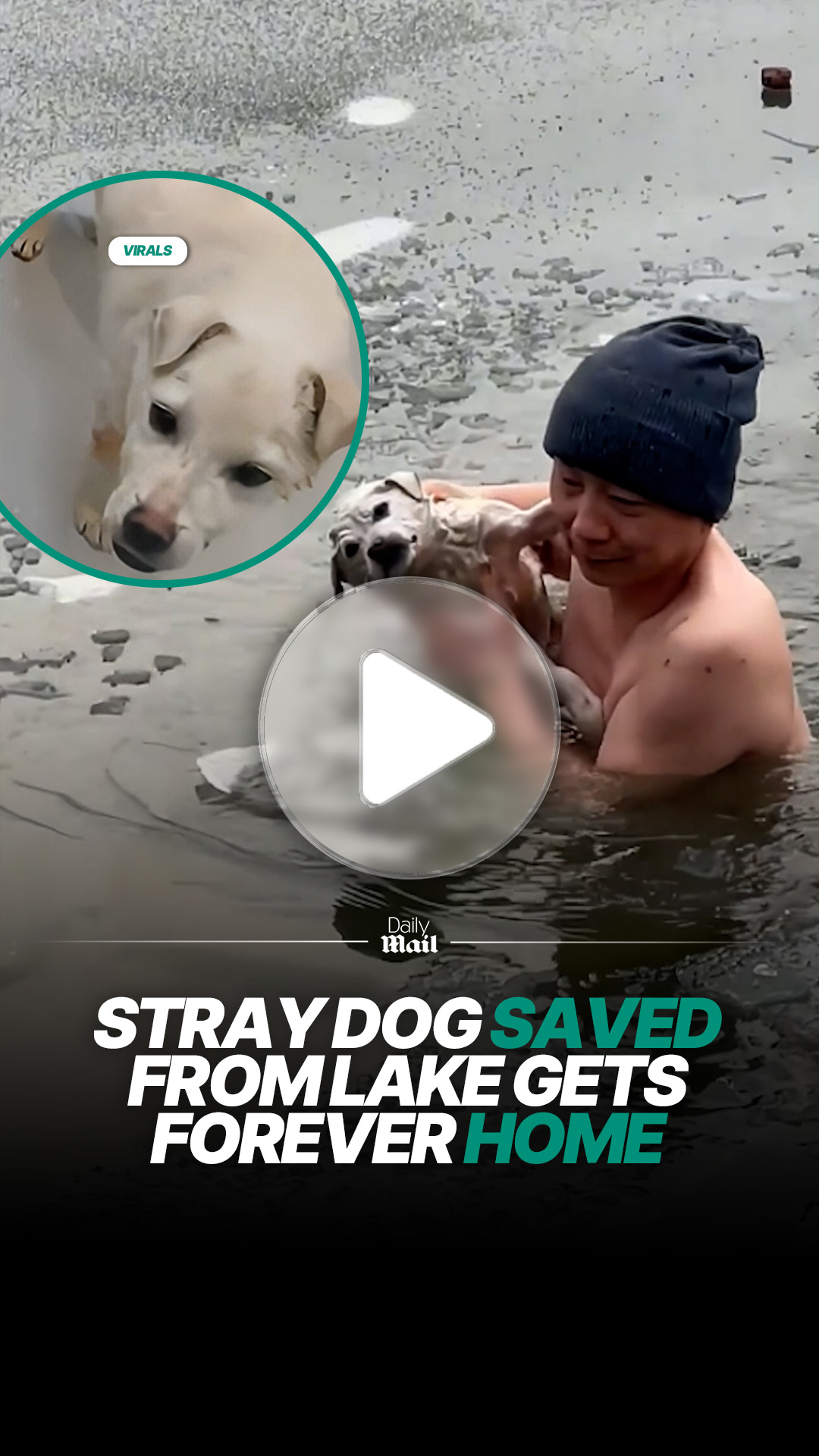 The dog got lucky twice 😍 #animalrescue #dogs #pets #fblifestyle ...