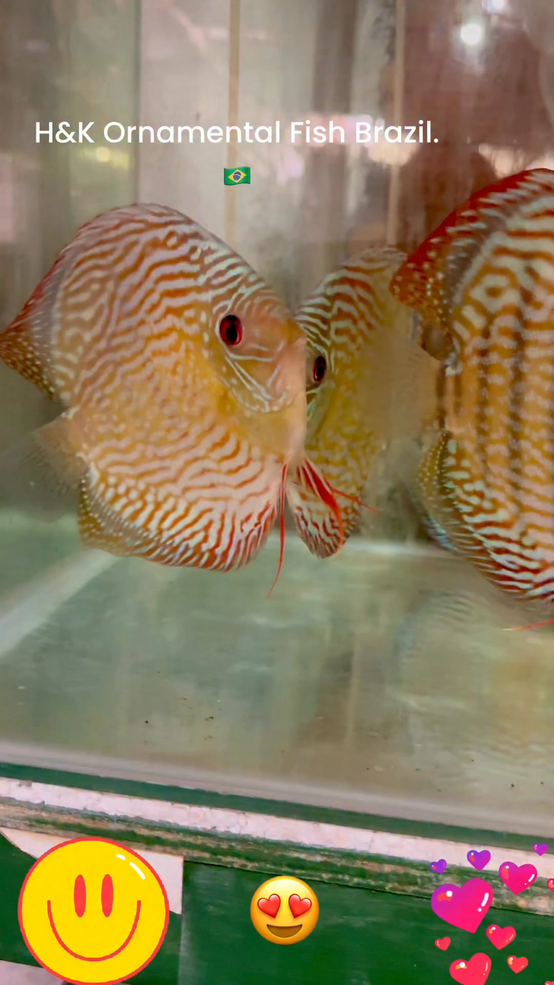 The new book of discus, by my friend Bernd Degen. , The book is also ...