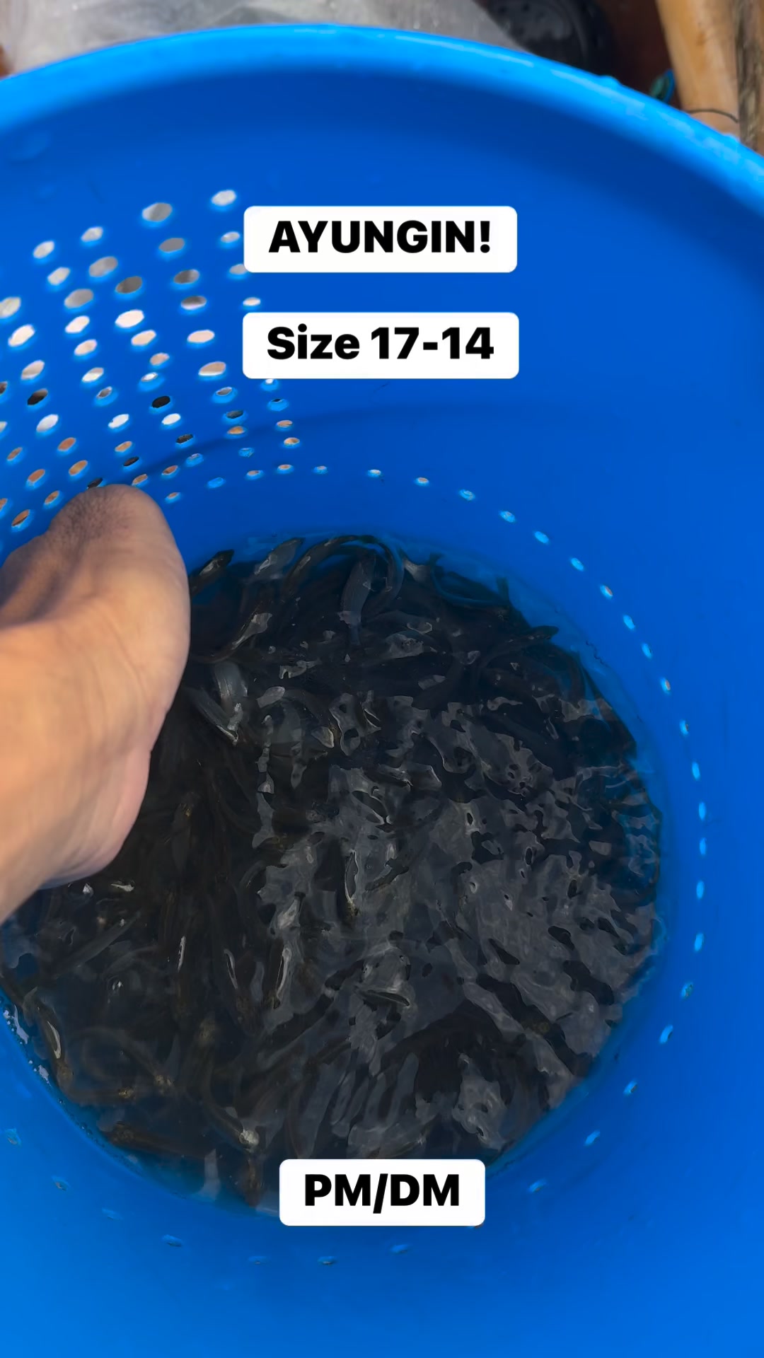 Fresh water Ayungin Fingerlings Size 17 - 14 PM/DM #likaok #silverperch ...