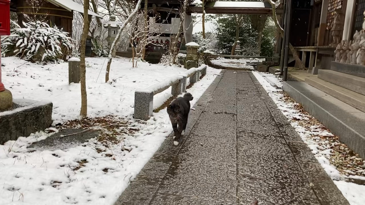 【毎日うんりんじ】 今朝、首玉守りの鈴を鳴らしながら、境内を見回るタビさんの姿が！ 今日も一日、お疲れさまです！ | 雲林寺 - ネコ寺 ...