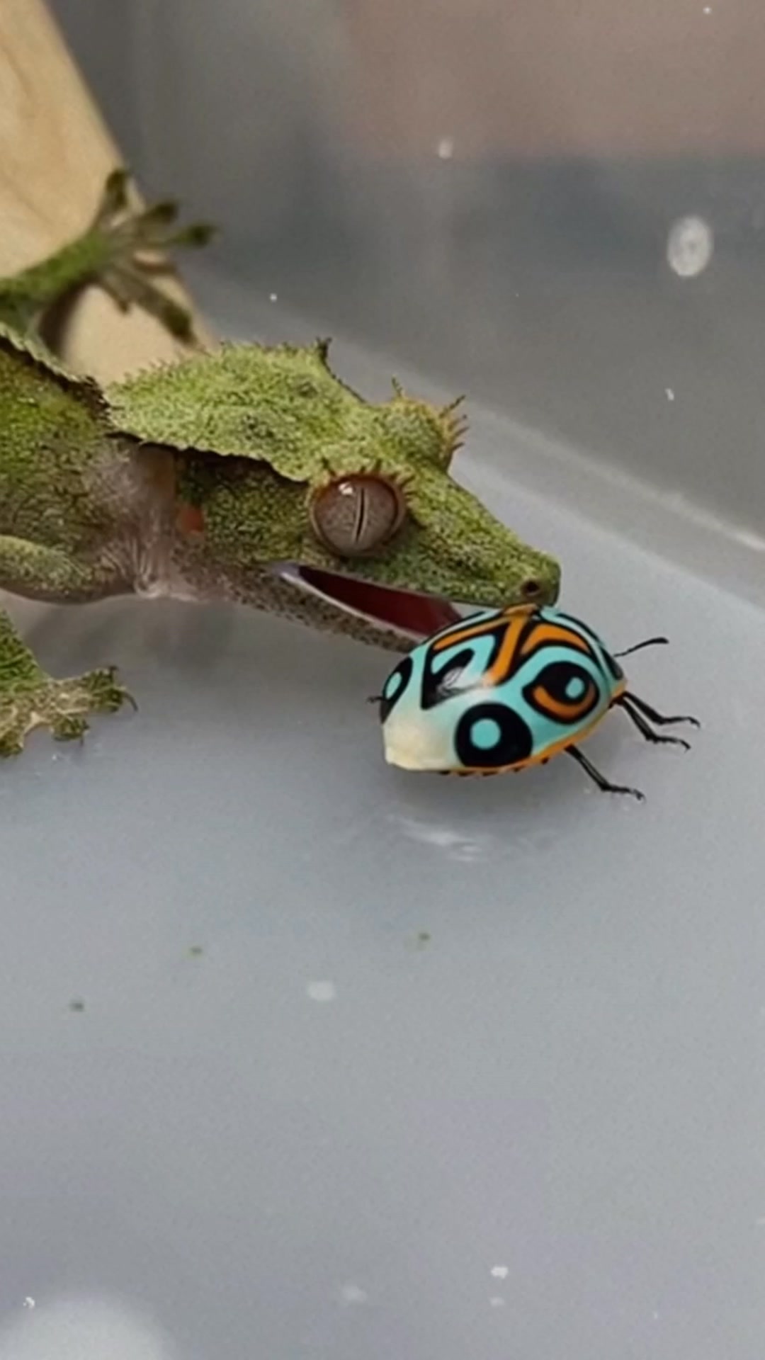 The Mossy Leaf-Tailed Gecko initiated an elite encounter with the ...