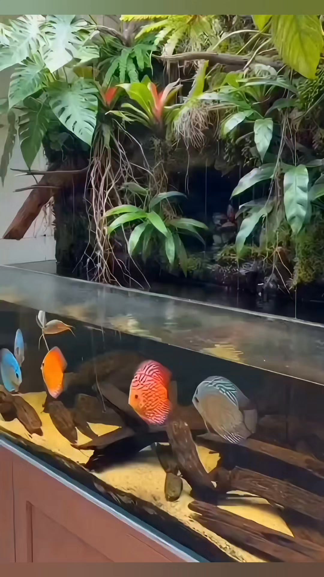 Starting from wild brown fish from the Amazon, fishkeepers and commercial breeders have produced a wide array of discus varieties for the aquarium trade. Here researchers review the origin and species of