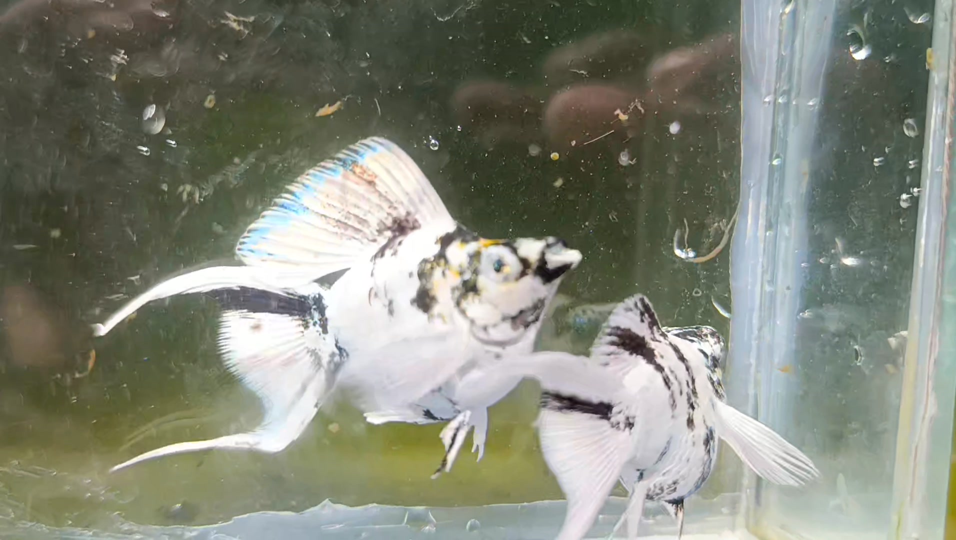 1 TRIO - Molly Fish Platinum White Lyretail - USA Local
