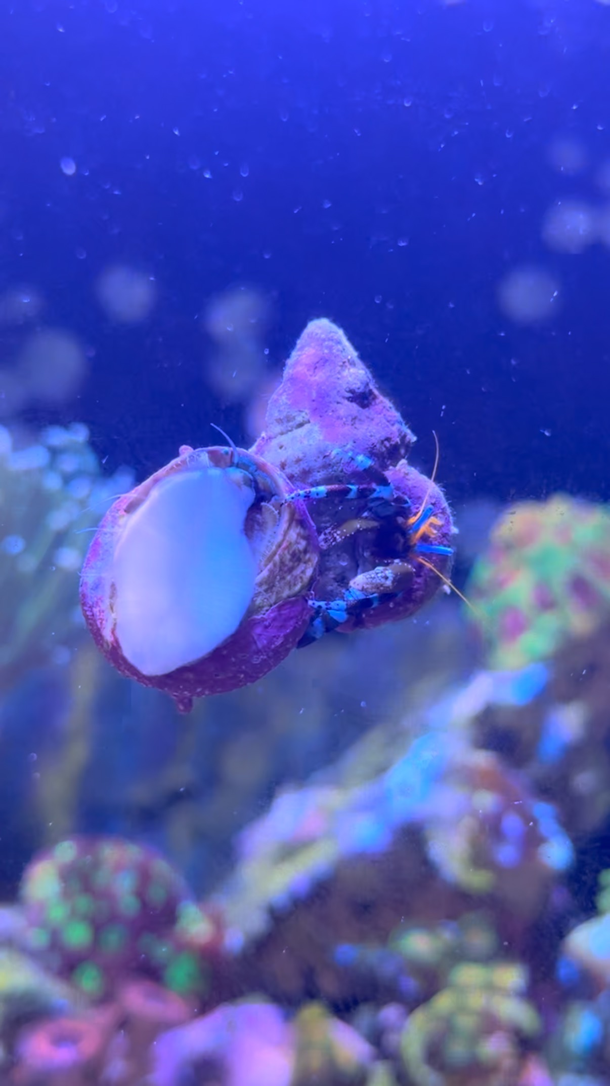 Mr Krabs trying to secure himself a new home 😮 🙀 🏡 #reef #reeftank # ...