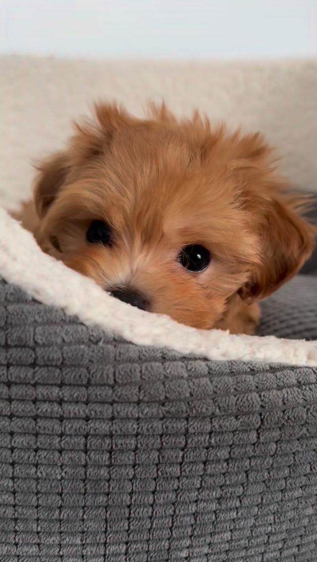 poppypuppy☆ Maltipoo puppy Poppy at 9 weeks old☺️🐾🐶🌸💗 #puppy #puppylove