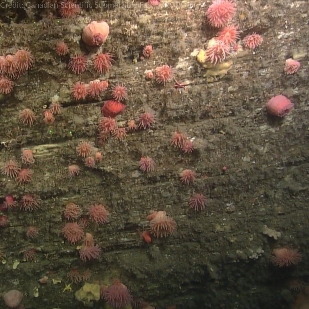 【中古】 Sea Anemone Inside of Mels Mig FerociousEagle Sea anemones may look like delicate underwater flowers, but they