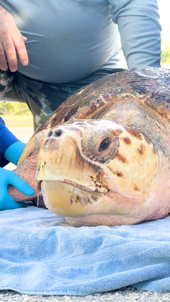 Earlier this winter, Mote celebrated the release of Ellie, an adult ...