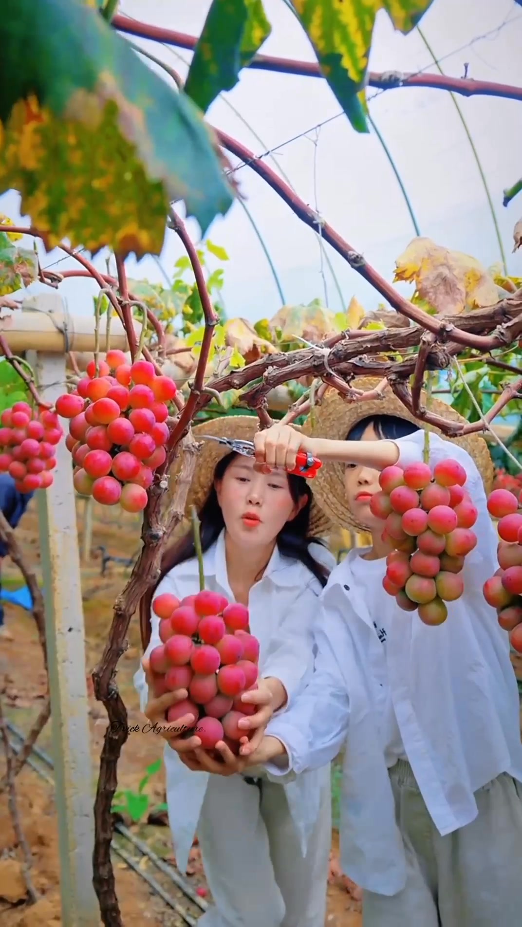 Happy😍🍇🍇🍇 | Vick T | Facebook