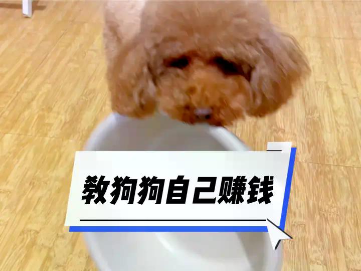 教狗子自己赚钱养自己#狗子成精了 #这狗怎么人模人样的 #一看就是干饭狗 #当你有只嘴馋小狗 #创作灵感 | 日常撸狗皮皮 | Facebook